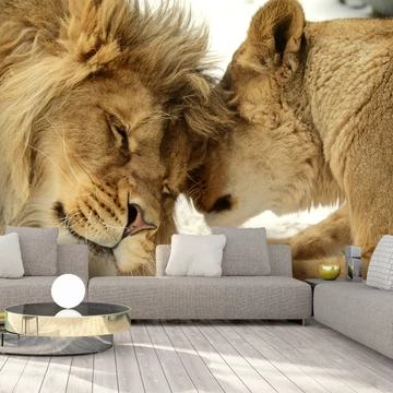 Fotótapéta - Lion Tenderness