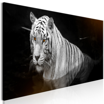 Kép - Shining Tiger (1 Part) Orange Narrow