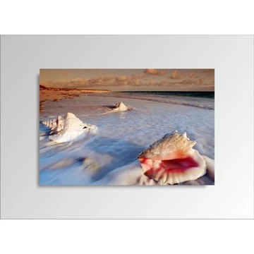 Digital Art vászonkép | 1221-S Seashell ONE