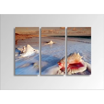 Digital Art vászonkép | 1221-S Seashell THREE
