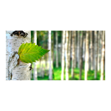 XXL Fotótapéta - Birch leaf