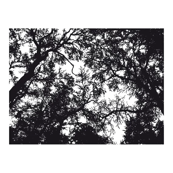 Fotótapéta - Bleak forest