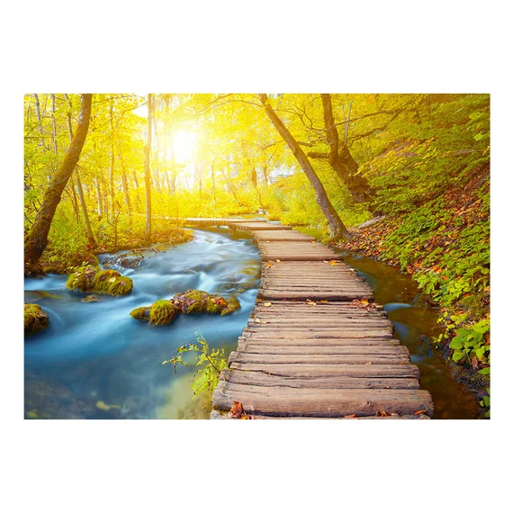 Öntapadó fotótapéta - Forest