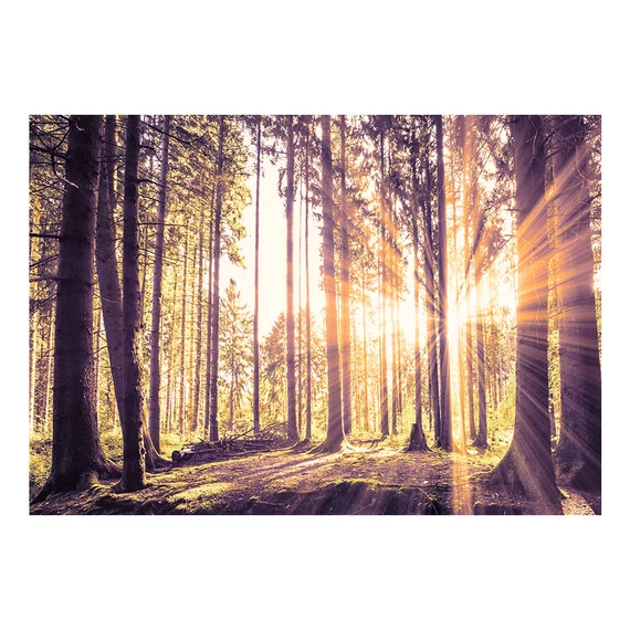 Öntapadó fotótapéta - Forest Afternoon