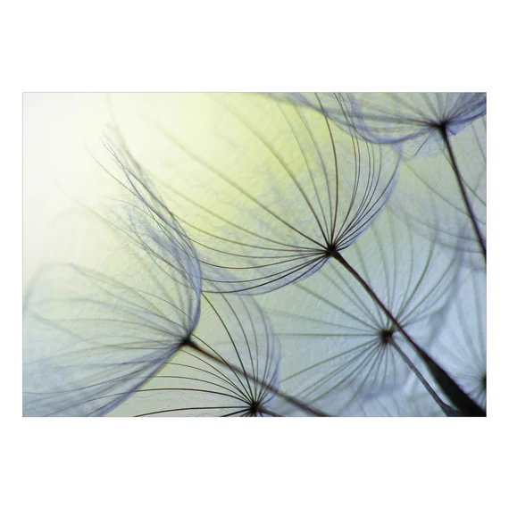Öntapadó fotótapéta - Natural Lightness