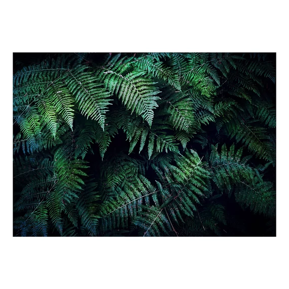 Fotótapéta - In the Thicket