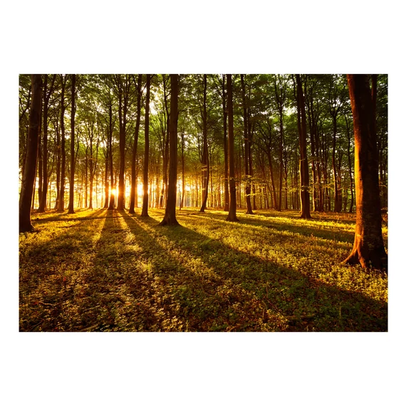 Öntapadó fotótapéta - Summer: Morning in the forest