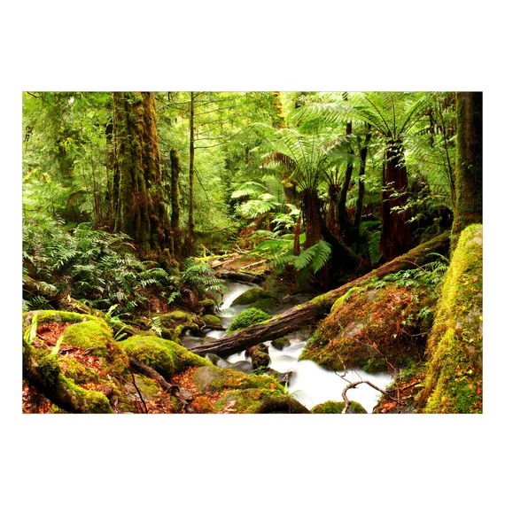 Fotótapéta - Forest Brook
