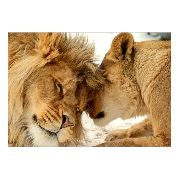 Öntapadó fotótapéta - Lion Tenderness