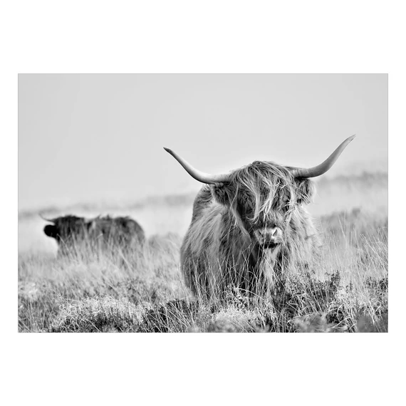 Öntapadó fotótapéta - Highland Cattle
