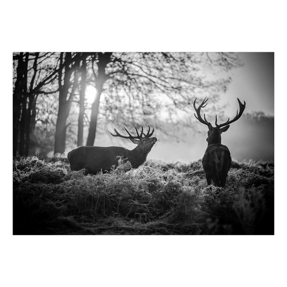 Öntapadó fotótapéta - Deers in the Morning