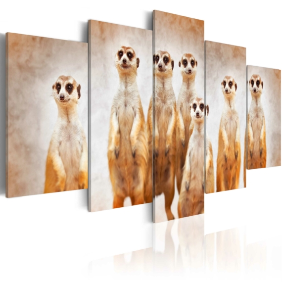 Kép - Family of meerkats