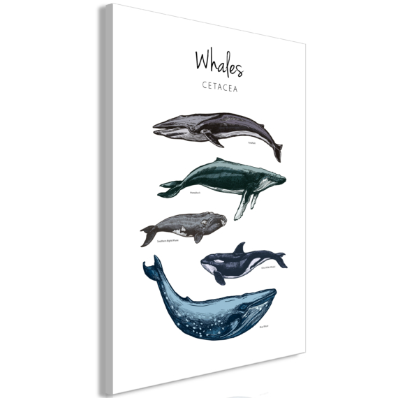 Kép - Whales (1 Part) Vertical