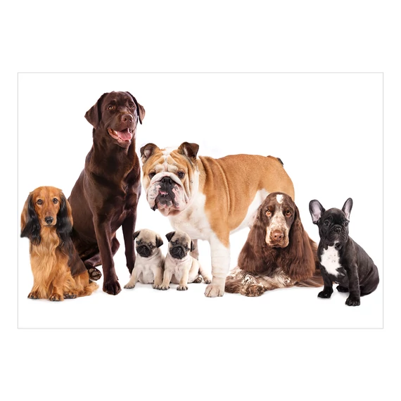 Fotótapéta - Dog Integration