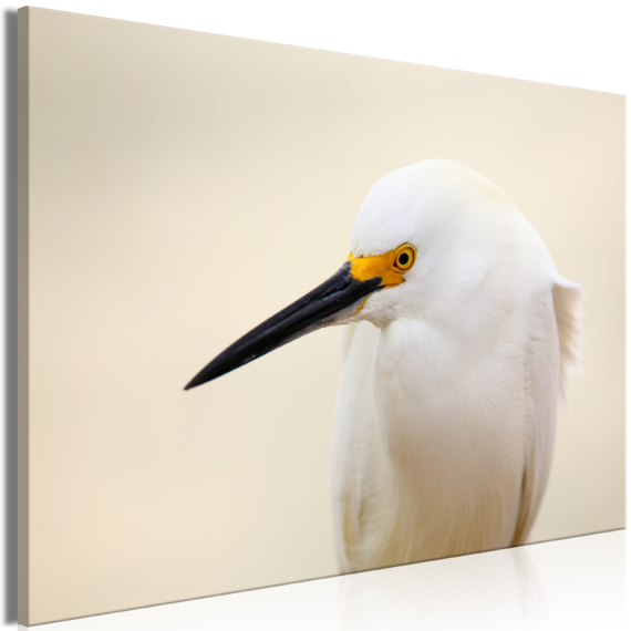 Kép - Snowy Egret (1 Part) Wide