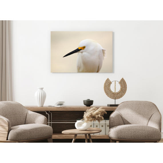 Kép - Snowy Egret (1 Part) Wide