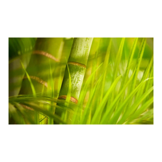 Fotótapéta - bamboo - nature zen