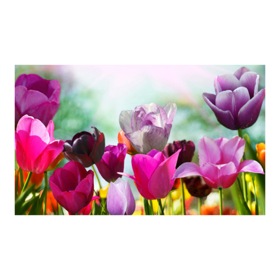 Fotótapéta - Gyönyörű tavaszi virágok, tulipán