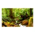 Kép 2/4 - Fotótapéta - Rainforest