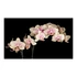 Kép 2/4 - Fotótapéta - Virágzó orchidea