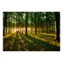 Kép 2/4 - Fotótapéta - Spring: Morning in the Forest