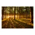 Kép 2/4 - Öntapadó fotótapéta - Summer: Morning in the forest