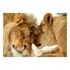 Kép 2/4 - Öntapadó fotótapéta - Lion Tenderness