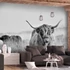 Kép 1/4 - Öntapadó fotótapéta - Highland Cattle