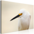 Kép 1/4 - Kép - Snowy Egret (1 Part) Wide