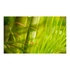 Kép 2/4 - Fotótapéta - bamboo - nature zen